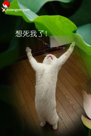 a1h6